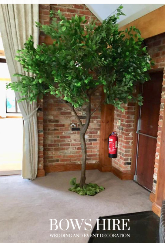 280cm Ficus Trees