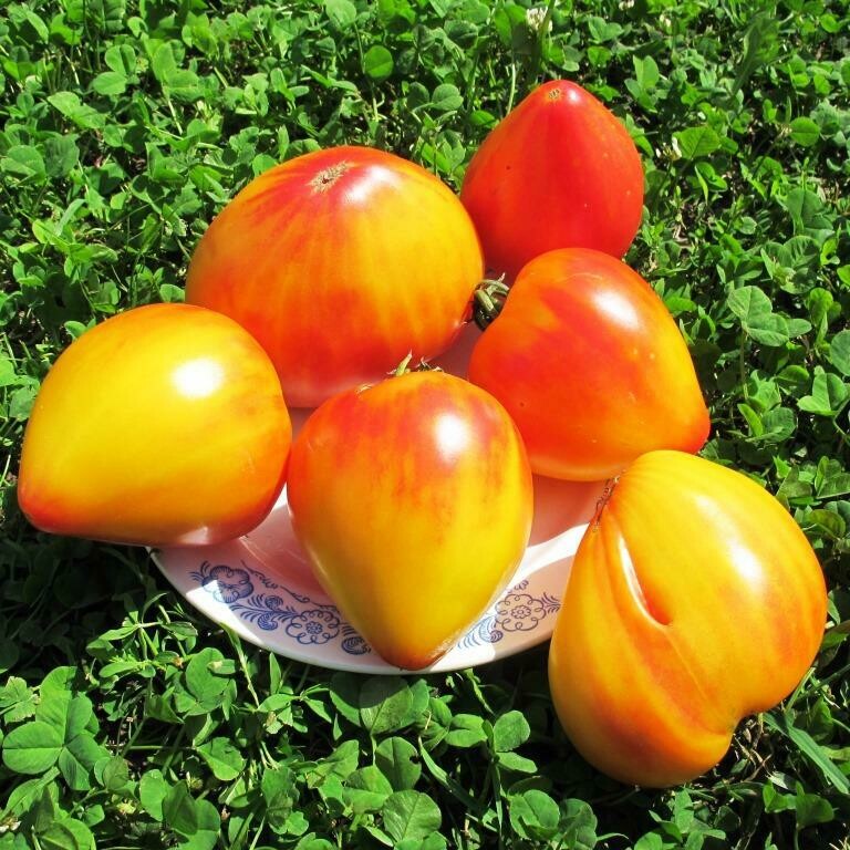 Помидоры Coeur de Zebre Apricot - Сердце Абрикосовой Зебры