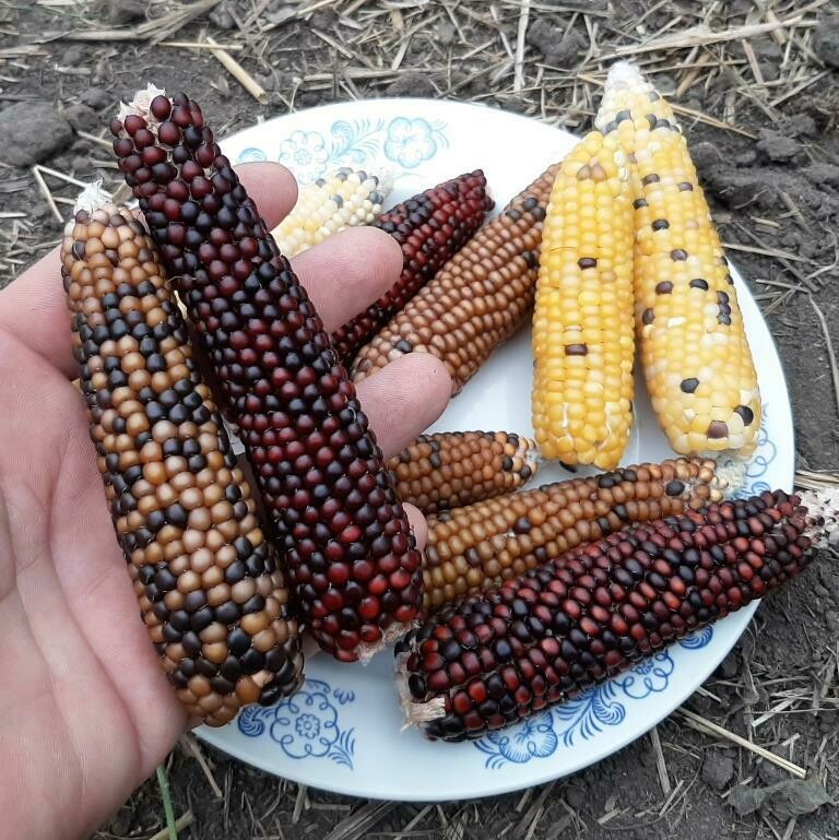Кукуруза Индейцев Кочити - Cochiti Popcorn