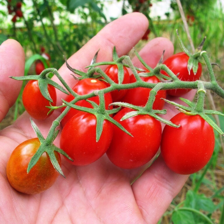 Помидоры Цыганёнок - Baby Roma Tomatoes
