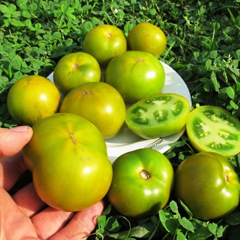 Помидоры Лайм Грин Салад - Lime Green Salad