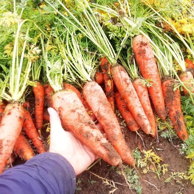 Морковь - Местная Отборная