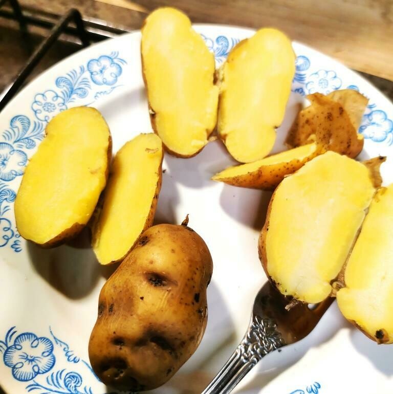 Картофель Желтомясый Дикий Озетт - Wild Ozette Potatoes - (15 клубней)