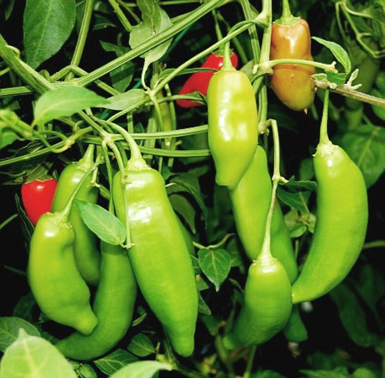 перец baccatum pepper cap. перец горький чили. перец baccatum pepper cap 455. перец baccatum pepper cap 455. перец ягодный, капсикум.