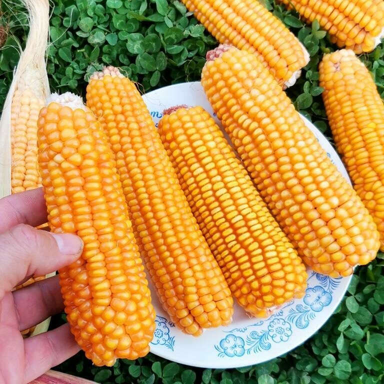Кукуруза Северная Ранняя Пташка - Early Riser Corn