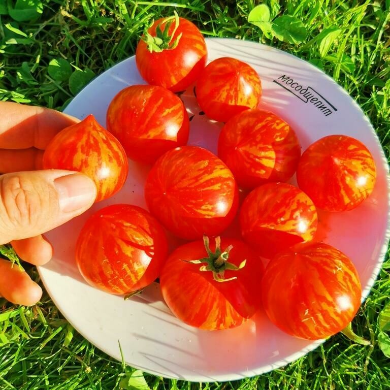 Пестролистные Помидоры Гендальф - Gandolf Variegated Tomato