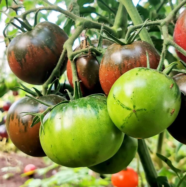 Томаты сорт красавчик. Томаты сорт красавчик. Томаты сорт красавчик. Сорт помидор цыган. Томат красавчик описание.