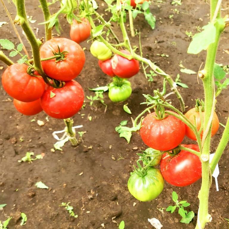 Сорт помидор красная шапочка. Астраханские помидоры. Астраханская помидоры фото. Астраханские томаты сорта. Томат астраханец.