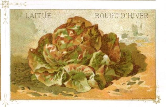 Салат Ромэн КРАСНАЯ ЗИМА - Rouge d’Hiver (Red Winter) Romaine Lettuce