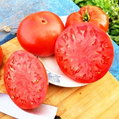 Помидоры Моя - Moya Tomatoes