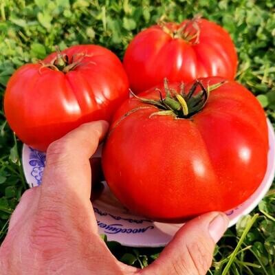 Помидоры Ранневесенний Король - Spring King Early Tomato