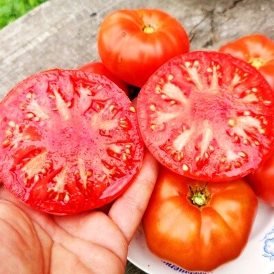 Помидоры Первая Любовь - First Love Tomato