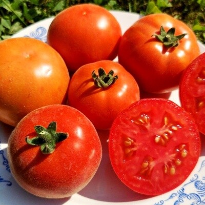 Помидоры Пушистый Персиковый Лилипут - Persik Dwarf Tomato