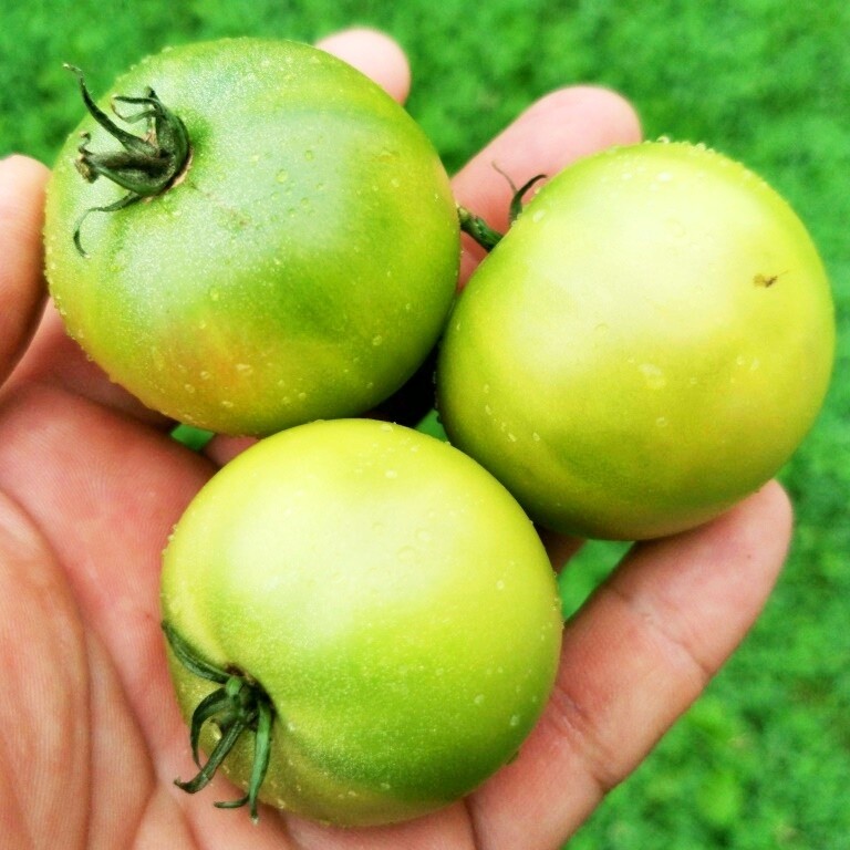 Помидоры Зелёный Карлик Келли - Dwarf Kelly Green Tomato