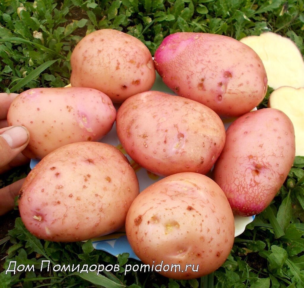 15 МИНИ-КЛУБНЕЙ картофеля Сарпо Мира - Sarpo Mira Potatoes