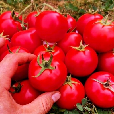 Помидоры Дикий Ангел - Muñeca Brava Tomato
