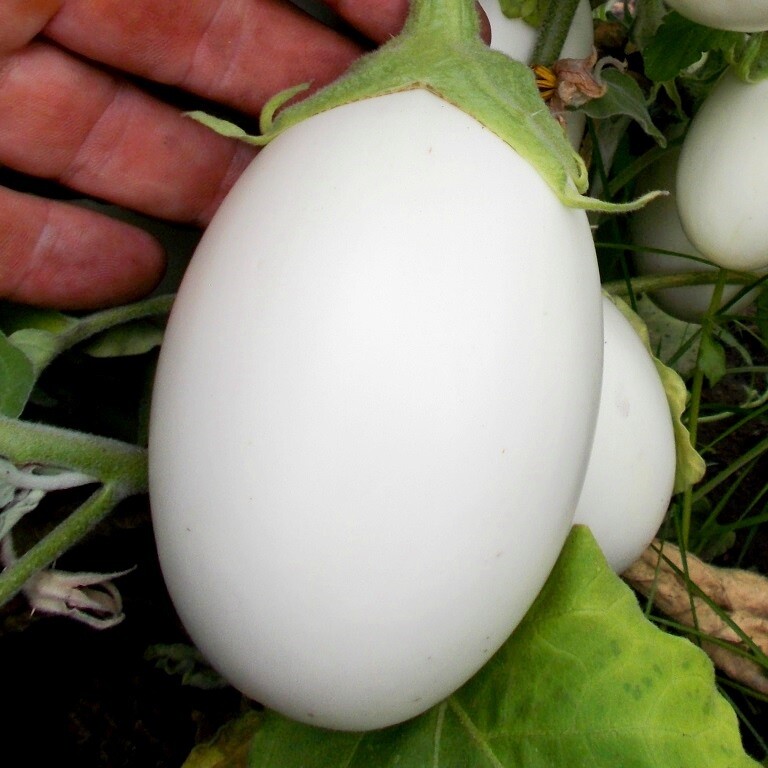 Баклажан Белые Египетские Яйца - Egyptian Egg Plant