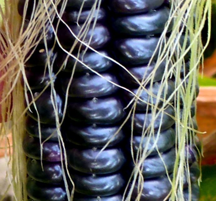 Чёрная Кукуруза Ацтеков - Black Aztec Corn