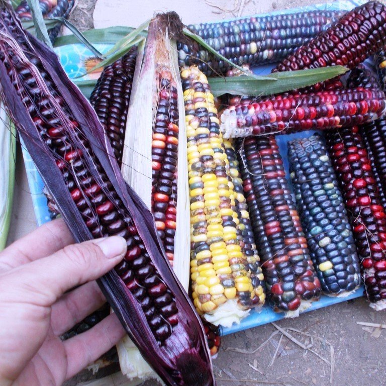 Цветная Кукуруза Ацтеков - Multicolor Aztec Corn