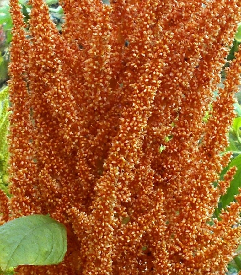 Амарант Зерновой Оранжевый Гигант - Orange Giant Amaranth