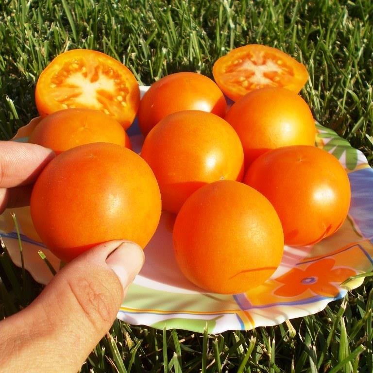 Помидоры Оранжевый Персик - Orange Peach Tomato