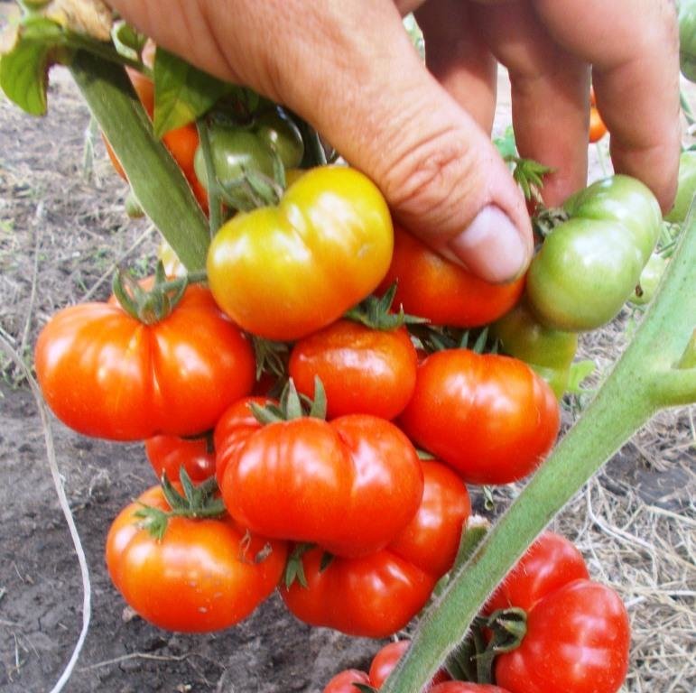 Помидоры Черри Санторини - Cherry Santorini Tomato