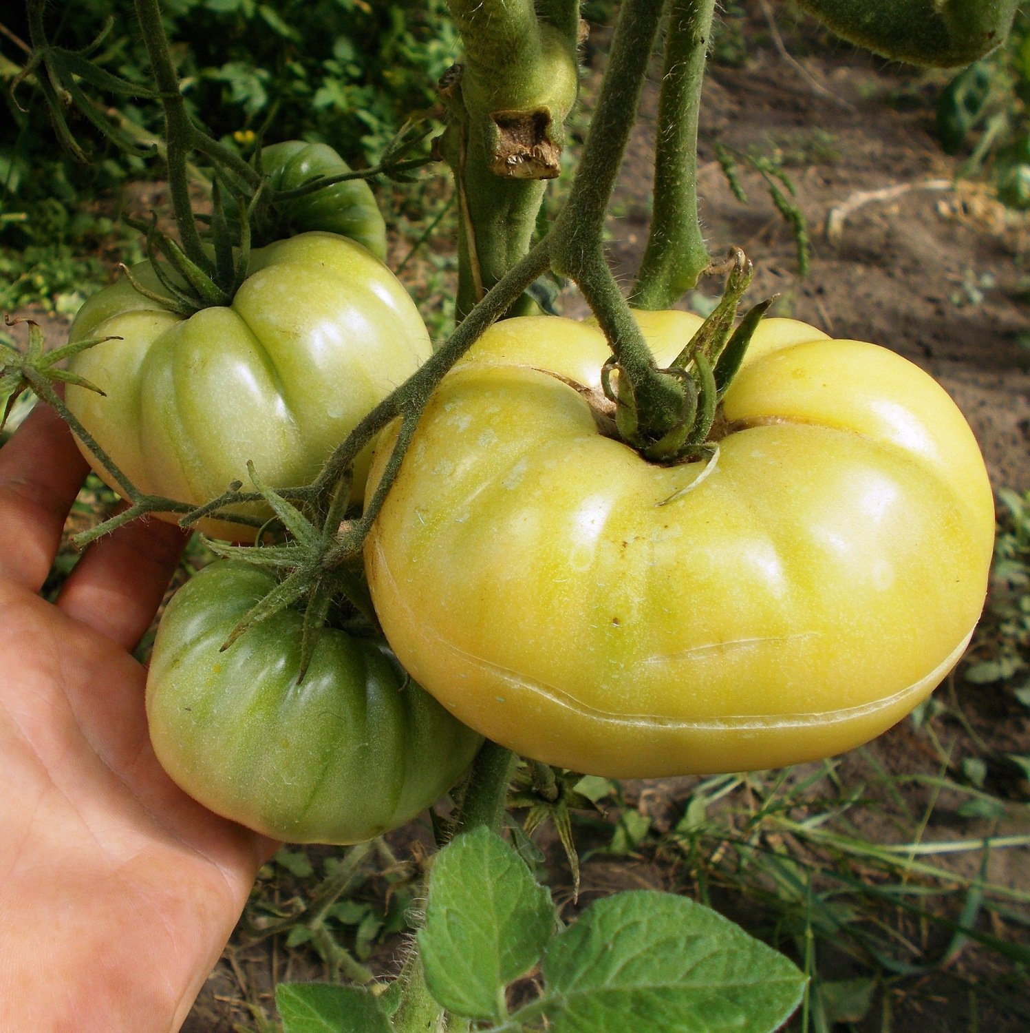 Помидоры Полумесяц - Halfmoon Tomato