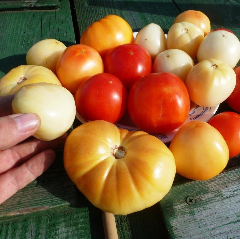 Помидоры Честное Слово Ливингстона - Livingston's Honor Bright Tomato