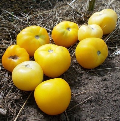 Помидоры Персик От Зия Соннабенд - Zea Sonnabend Peach Tomato