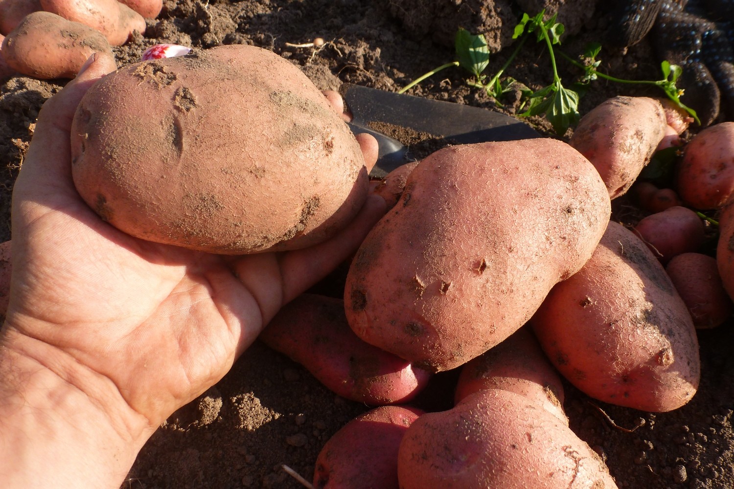 Ботанические семена картофеля Сарпо Мира (Sarpo Mira Potatoes). Сорт полностью устойчив к фитофторе.