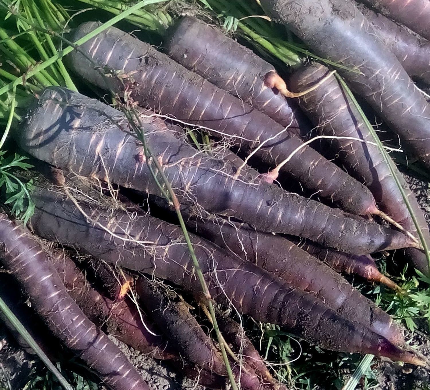 Морковь Фиолетовая Драконовая - Dragon Carrot