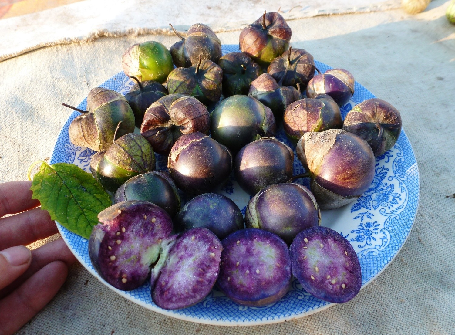 Физалис Фиолетовый - Purple Tomatillo