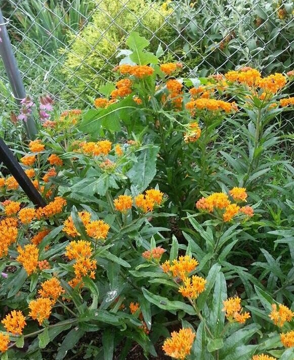 Asclepias tuberosa (Pleurisy Root)