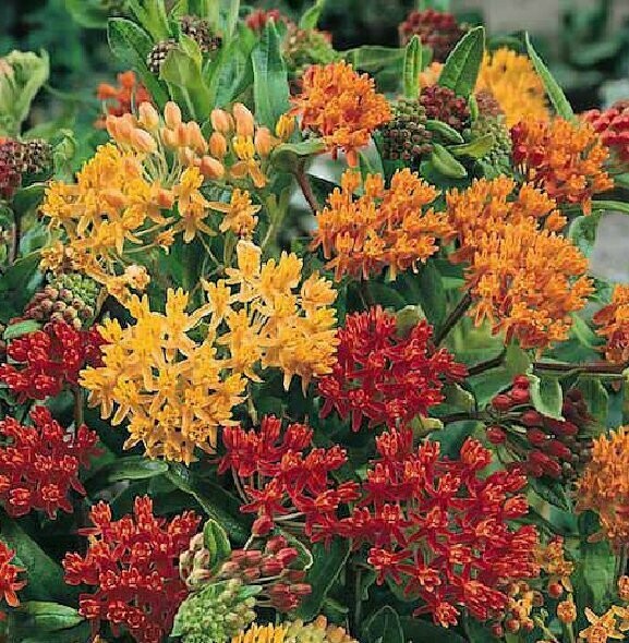 Asclepias tuberosa ('Gay Butterflies')