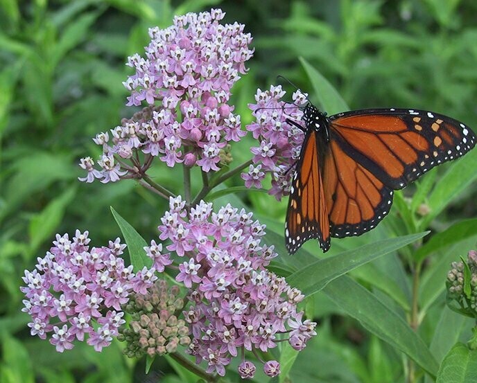 Asclepias syriaca (Common Milkweed)