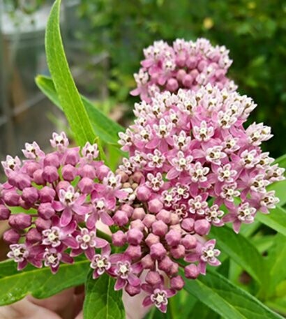 Asclepias incarnata (Swamp Milkweed)