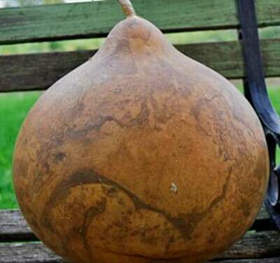 Bushel Basket Gourd (Lagenaria siceraria)