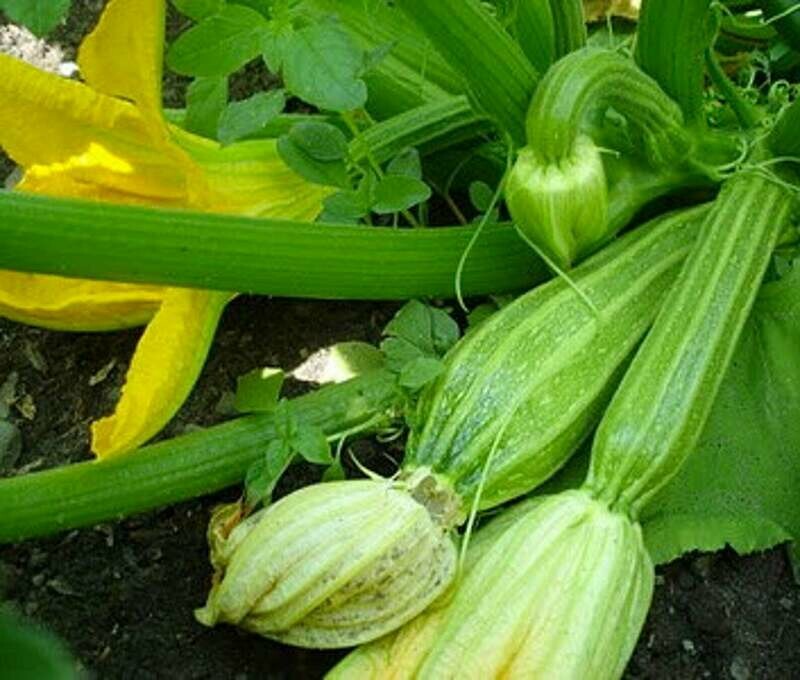 Costata Romanesco Summer Squash (Cucurbita pepo)