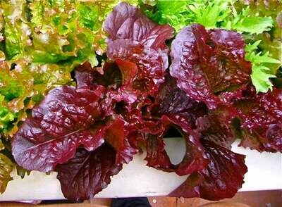 Red Salad Bowl Lettuce (Lactuca sativa)