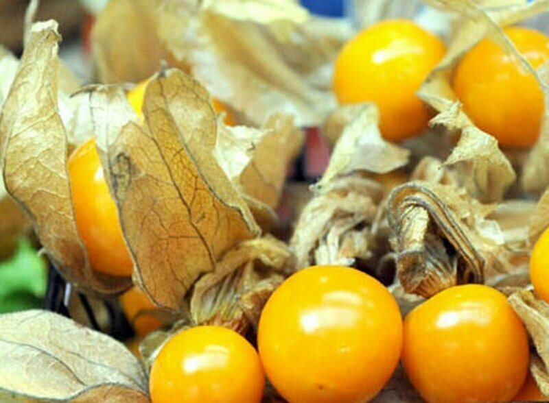 'Goldie' Ground Cherry (Physalis pruinosa)