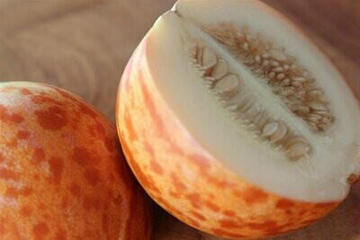 Tigger Melon (Cucumis melo)