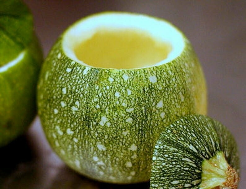 Ronde de Nice Summer Squash (Cucurbita pepo)