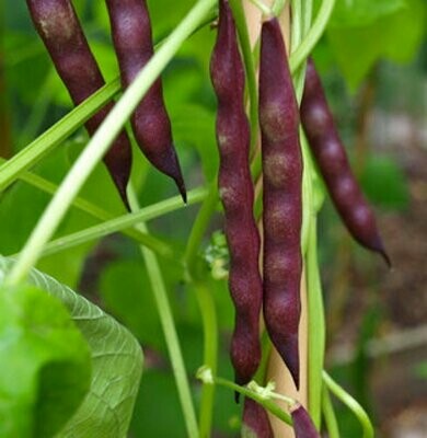 Cherokee 'Trail of Tears' Pole Bean (Phaseolus vulgaris)