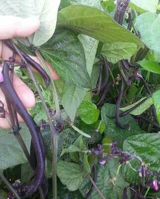 Dwarf Purple French Bean 'Velour' (Phaseolus vulgaris)