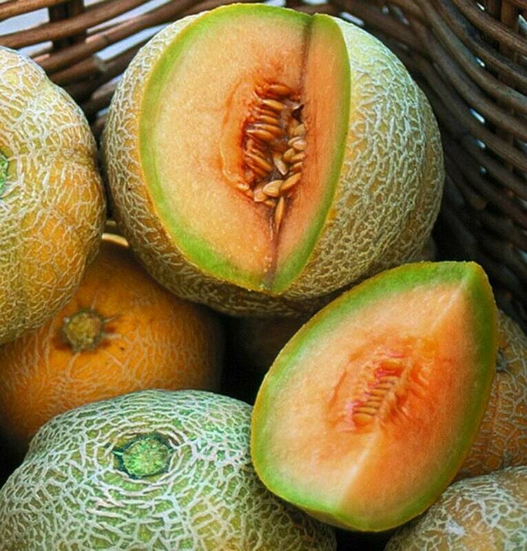'Minnesota Midget' Cantaloupe (Cucumis melo)