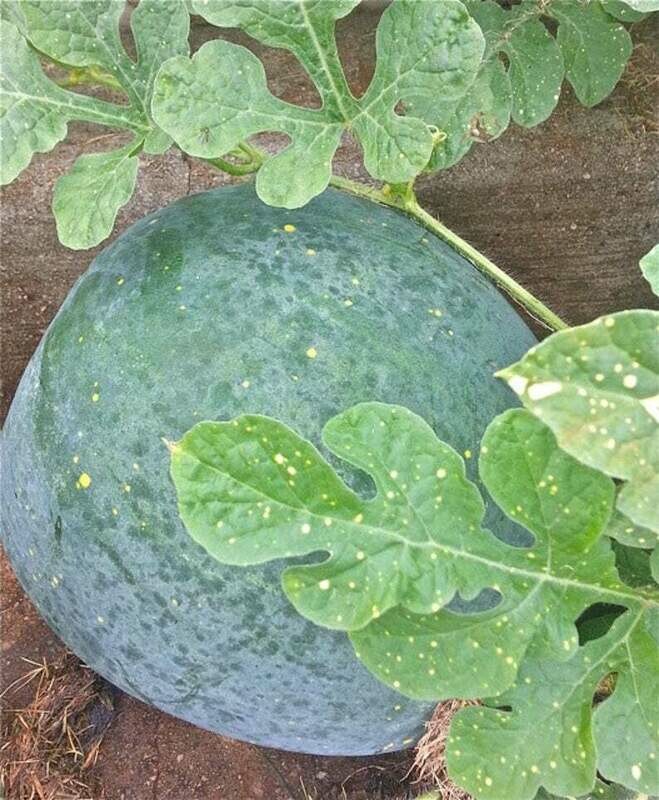 Moon and Stars Watermelon (Citrullus lantanus)