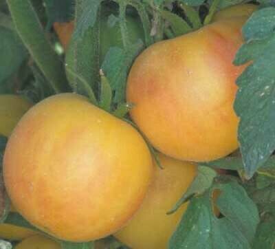'Wapsipinicon Peach' Tomato (Solanum lycopersicum)
