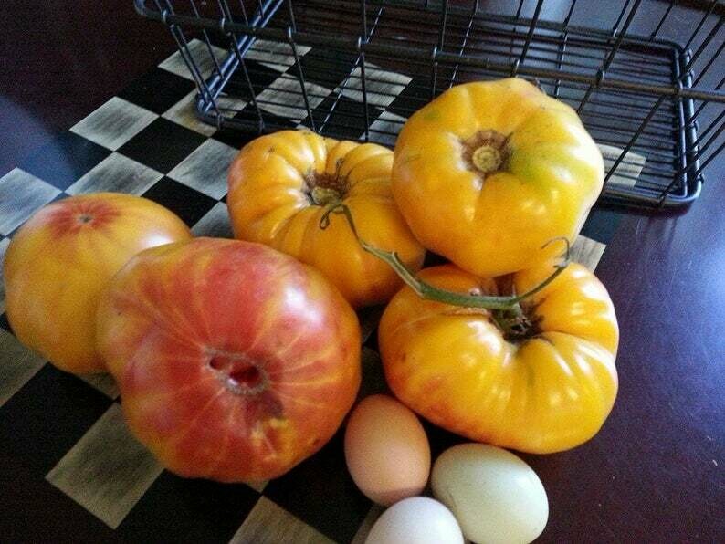 Gold Medal Tomato (Solanum lycopersicum)
