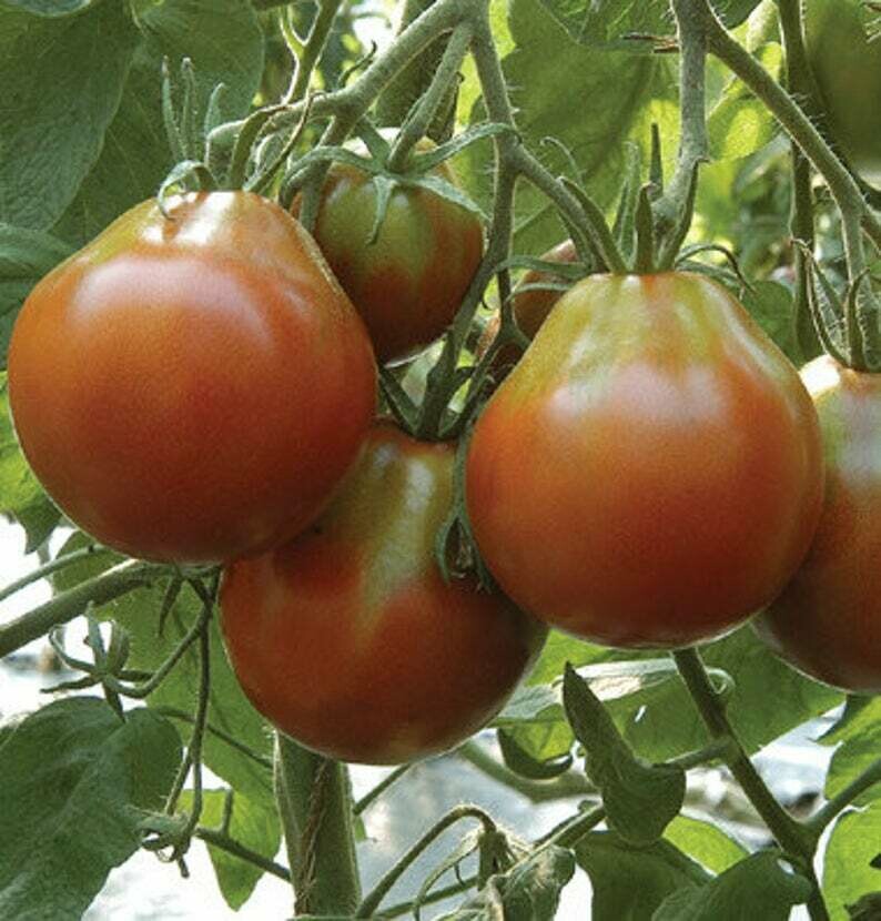 'Japanese Black Trifele' Tomato (Solanum lycopersicum)