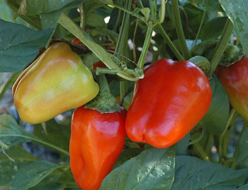 'Lipstick' Pimento Pepper (Capsicum annuum)